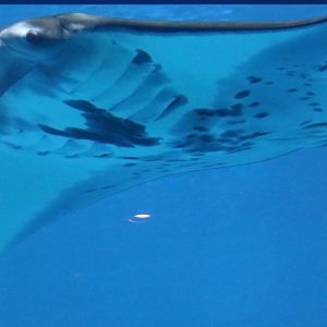 Reef Manta Ray