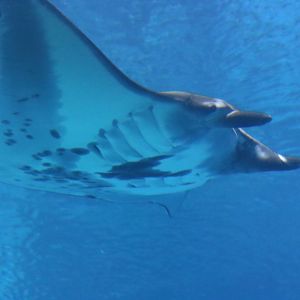 Reef Manta Ray