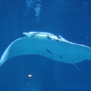Reef Manta Ray