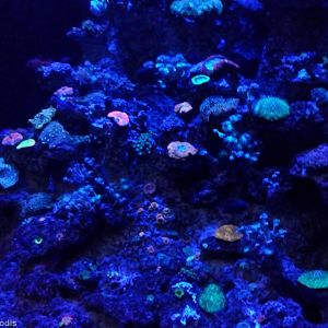 Glowing Corals