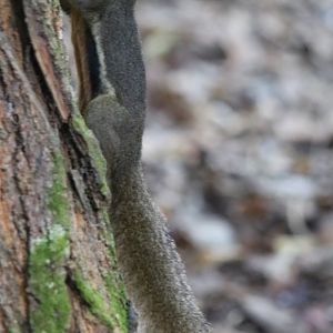 Plantain Squirrel at the Botanic Gardens