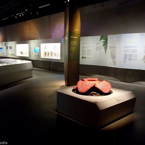 Display Upon Entry - Lee Kong Chian Natural History Museum