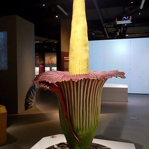 Model Titan Arum - Lee Kong Chian Natural History Museum