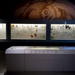 Display - Lee Kong Chian Natural History Museum