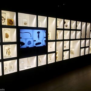 Display - Lee Kong Chian Natural History Museum