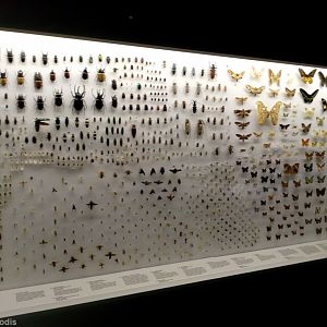 Display - Lee Kong Chian Natural History Museum