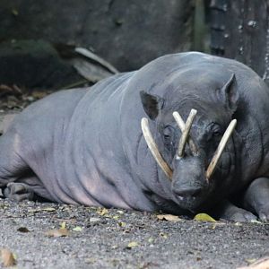 Babirusa