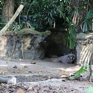 Small Babirusa Enclosure
