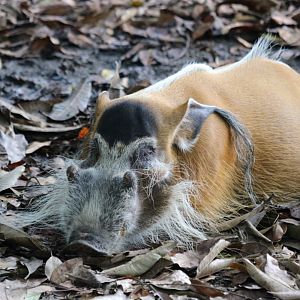 Red River Hog