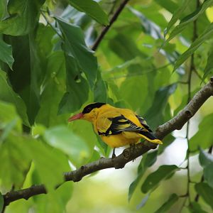 Wild Black-naped Oriole