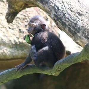 Baby Sulawesi Crested Macaque