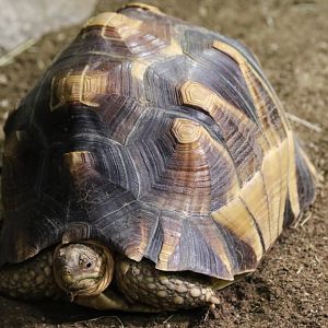 Ploughshare Tortoise