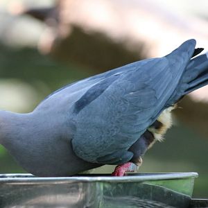 Pinon's Imperial Pigeon