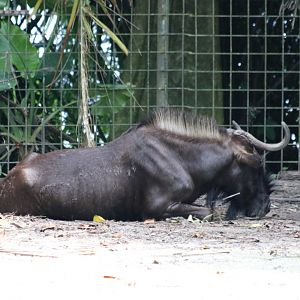 Black Wildebeest