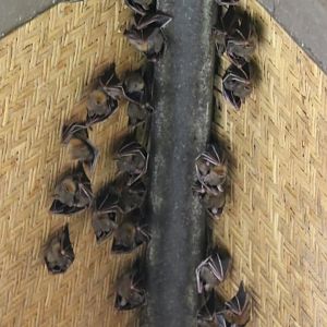 Wild Dog-faced Fruit Bat Roost