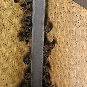 Wild Dog-faced Fruit Bat Roost