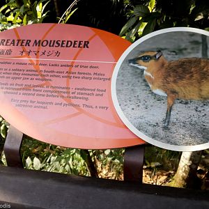 Greater Mousedeer