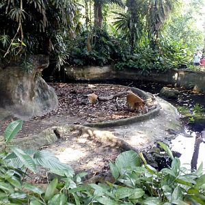 Pretty but Small Red River Hog Enclosure