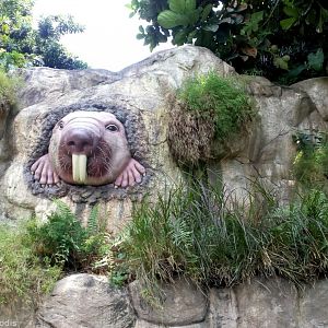 Giant Naked Mole Rat