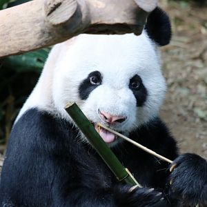 Giant Panda