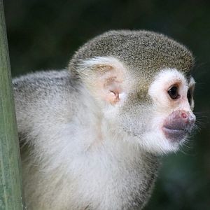 Squirrel Monkey