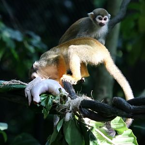 Squirrel Monkeys Eating Chicken