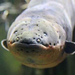 Electric Eel