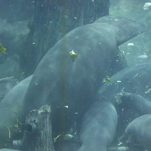 Manatee Feeding