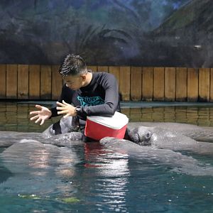 Manatee Feeding