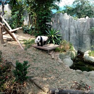 Giant Panda Enclosure