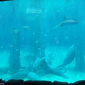 Manatee Tank