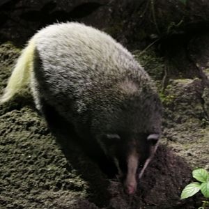 Hog Badger