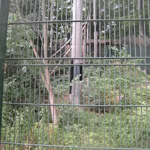 Ree Park - Yellow-throated marten exhibit