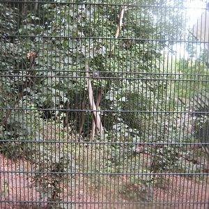 Ree Park - Yellow-throated marten exhibit