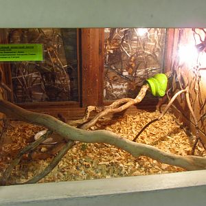 Green tree python exhibit