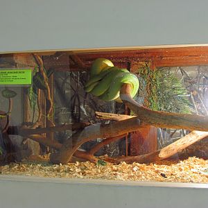 Green tree python exhibit