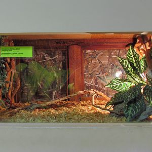 Gray-banded kingsnake exhibit