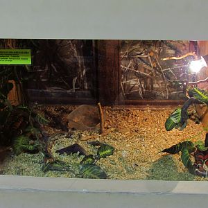 Sinaloan milk snake exhibit