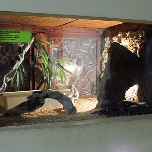 Ball python exhibit