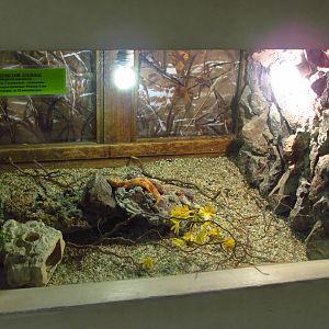 Leopard gecko exhibit
