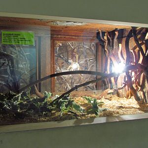 Corn snake exhibit