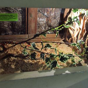 Milk snake exhibit. Incorrectly labelled as California kingsnake