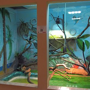 Green iguana exhibit