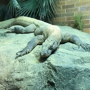 Komodo Dragon