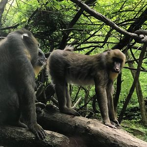 Mandrills Grooming With Red River Hog Below