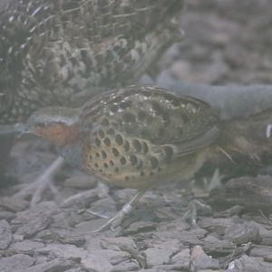 Chinese Bamboo Partidge