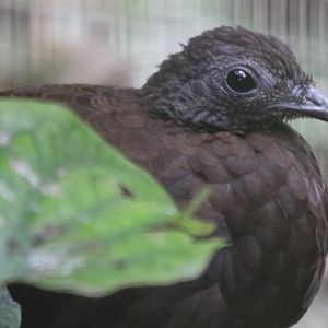 Bronze-tailed Pecock Pheasant