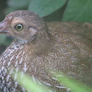 Female Pheasant