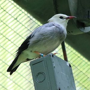 Red-billed Starling