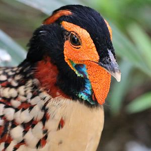 Cabot's Tragopan